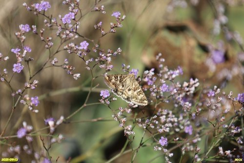 Совка полынная на кермеке татарском в перспективной ООПТ Бурсакский курган 