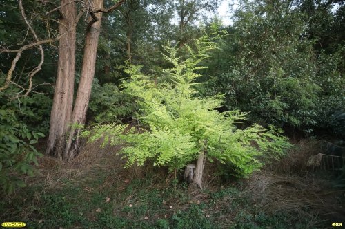 Молодое дерево робинии лжеакации в перспективной ООПТ Крыловский берег Челбаса