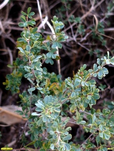 Карагана кустарниковая в перспективной ООПТ Крыловский берег Челбаса