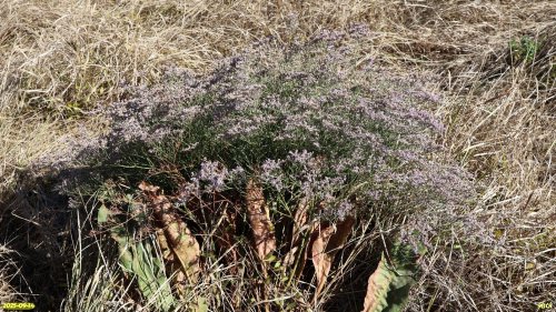 Кермек плосколистный в перспективной ООПТ Курган Луцева Могила 