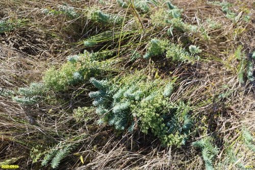 Молочай в перспективной ООПТ Курган Луцева Могила 