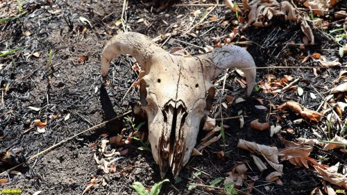 Череп барана в перспективной ООПТ Урочище Бабенко 