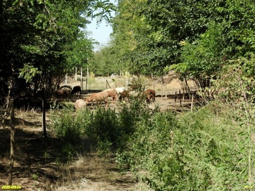 На территории перспективной ООПТ Роща на улице Школьной местные жители выпасают скот