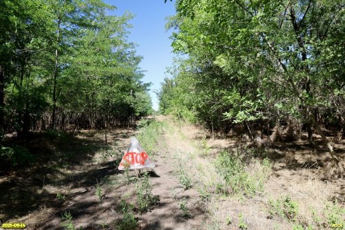Перспективная ООПТ Роща на улице Школьной