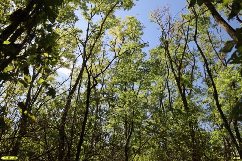 Перспективная ООПТ Роща на улице Школьной