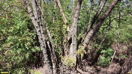 Перспективная ООПТ Вишальный колок