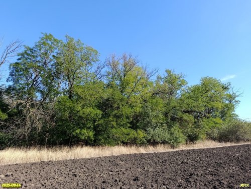 Перспективная ООПТ Вишальный колок