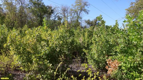 Перспективная ООПТ Малобакайская роща