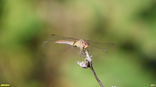 Стрекоза из рода Сжатобрюхи в перспективной ООПТ Малобакайская роща
