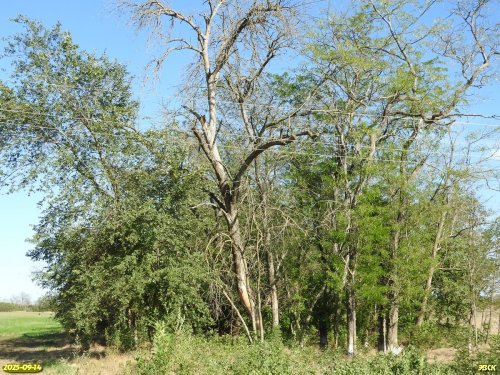 Перспективная ООПТ Малобакайская роща