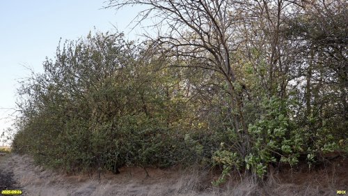 Перспективная ООПТ Коржинский лесопарк