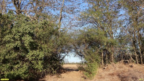 Перспективная ООПТ Коржинский лесопарк