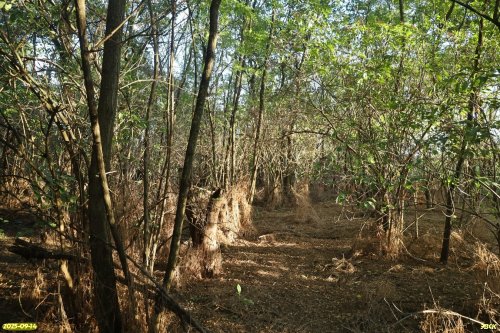 Перспективная ООПТ Василенкова роща