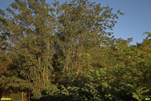 Перспективная ООПТ Василенкова роща