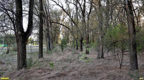 Перспективная ООПТ Солнечная роща