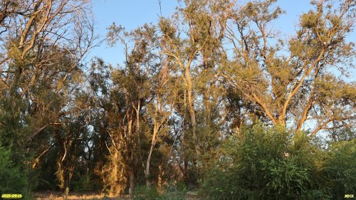 Перспективная ООПТ Солнечная роща