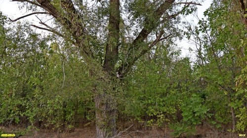 Перспективная ООПТ Высотненская роща