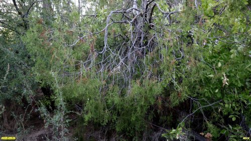 Туя в перспективной ООПТ Высотненская роща