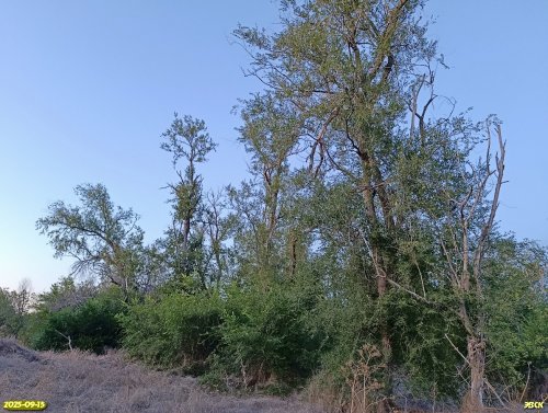 Перспективная ООПТ Высотненская роща