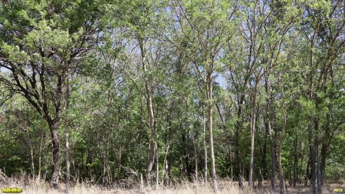 Перспективная ООПТ Крыловский берег Челбаса