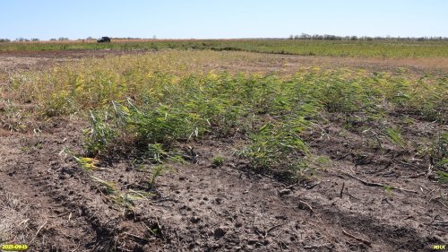 Уничтоженная под распашку перспективная ООПТ Вербицкие луга и плавни