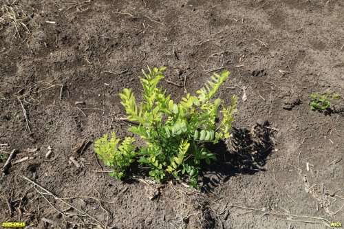 Поросль робинии лжеакации на месте уничтоженной под распашку перспективной ООПТ Вербицкая роща