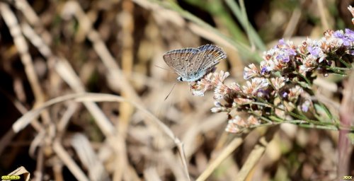 Бабочка голубянка на кермеке татарском в перспективной ООПТ Урочище Водяная Балка
