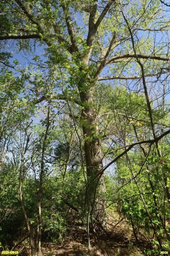 Перспективная ООПТ Птицефермовская роща