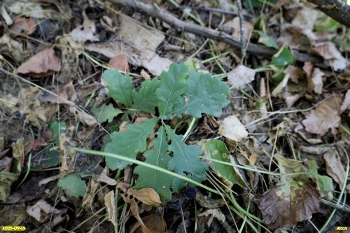 Дубовая поросль в перспективной ООПТ Птицефермовская роща