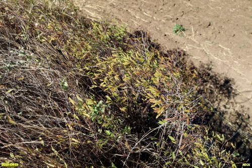 Миндаль степной (низкий) в перспективной ООПТ Курганы Близнецы