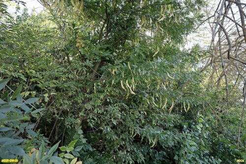 Перспективная ООПТ Тополёкский лес