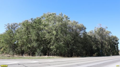 Перспективная ООПТ Рясная роща