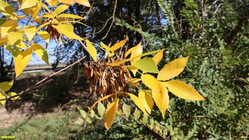 Плодоносящий ясень в перспективной ООПТ Рясная роща
