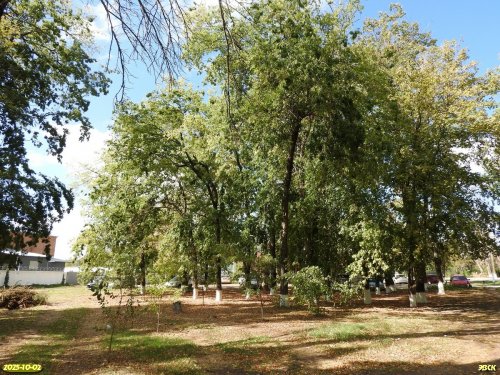 Перспективная ООПТ Роща Cыркомбината