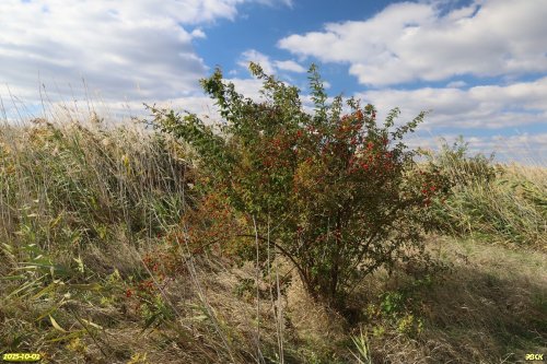 Куст шиповника в перспективной ООПТ Маловские пойменные луга