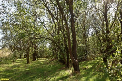 Перспективная ООПТ Максимовская роща