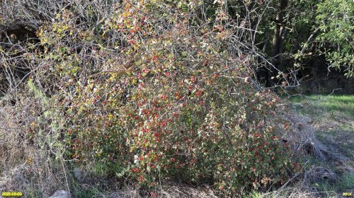 Куст шиповника в перспективной ООПТ Урочище Иваньки