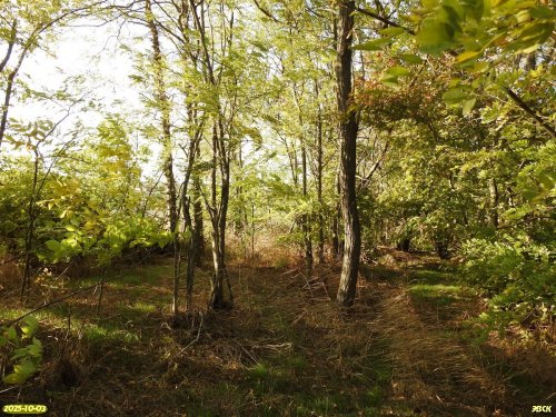 Перспективная ООПТ Роща на улице Красной