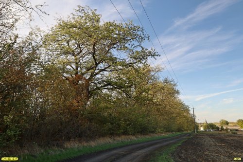 Перспективная ООПТ Роща на улице Красной