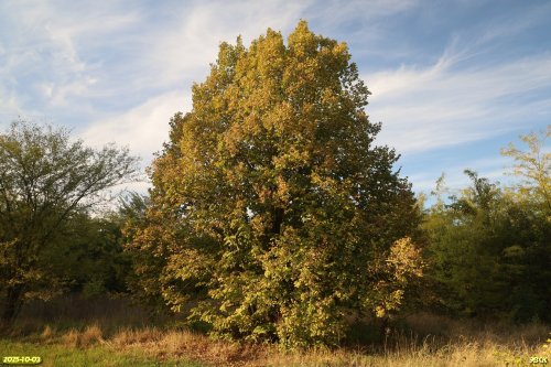 Перспективная ООПТ Южно-Белохуторская роща
