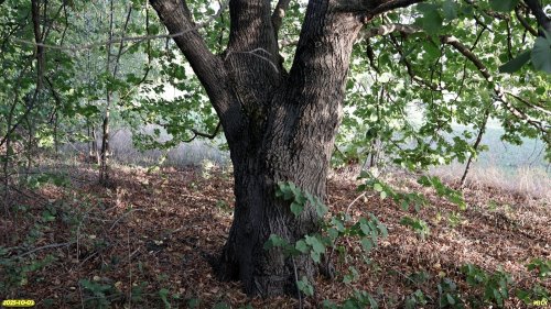 Перспективная ООПТ Южно-Белохуторская роща
