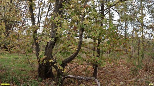 Перспективная ООПТ Максименков лес