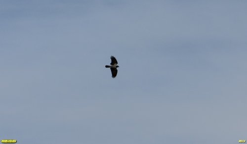 Серая ворона над перспективной ООПТ Зеленолугская роща