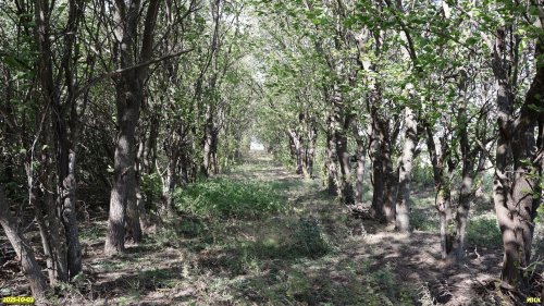 Перспективная ООПТ Восточно-Белохуторская роща