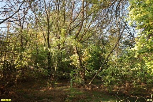 Перспективная ООПТ Восточно-Куликовская роща