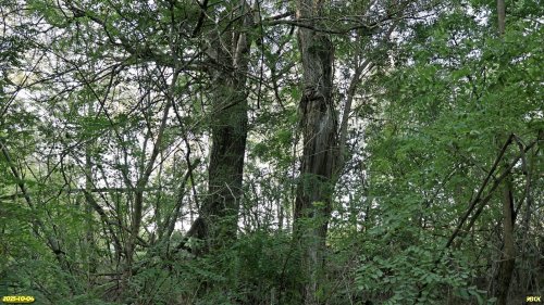 Перспективная ООПТ Восточно-Куликовская роща