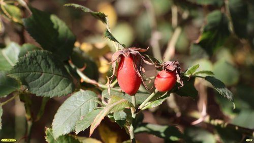 Плоды шиповника в перспективной ООПТ Центрально-Куликовская роща