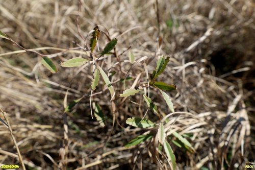 Миндаль степной (низкий) в перспективной ООПТ Куликовский курган