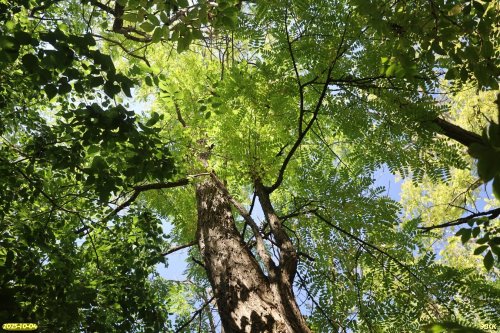 Перспективная ООПТ Половинкина роща