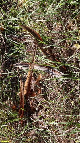 Перья фазана обыкновенного в перспективной ООПТ Дубоворощенский берег Сосыки